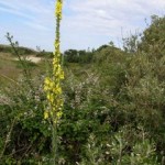 Une hampe florale surgie des ronciers et des arbustes nains