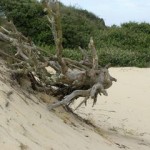 Un vieux bois dévoré par les sables